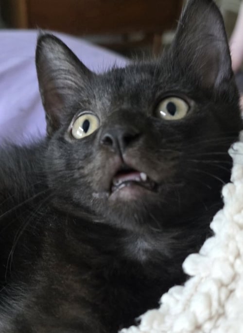IVAN - Domestic Short Hair available for adoption