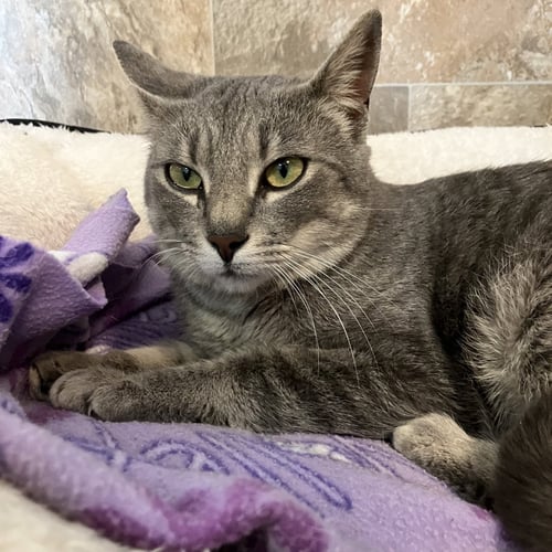 BUNNY - Domestic Short Hair available for adoption