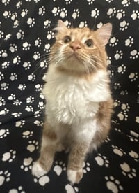 Creamsicle (bonded to Rainbow Pickle) - Photo 2