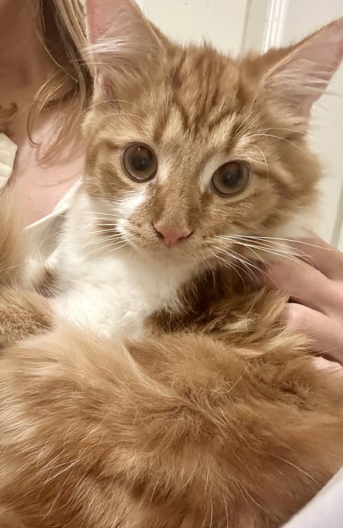Creamsicle (bonded to Rainbow Pickle) Image