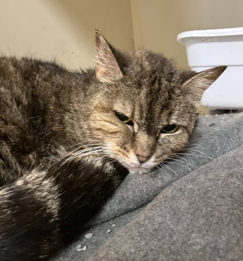 ALICAT - Domestic Short Hair / Tabby available for adoption
