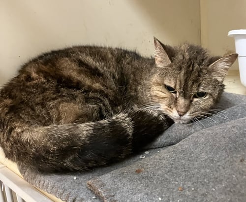 ALICAT - Domestic Short Hair / Tabby available for adoption