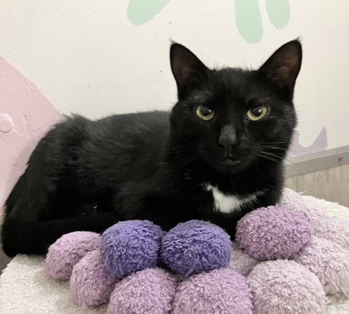 MARJORIE - Domestic Short Hair available for adoption
