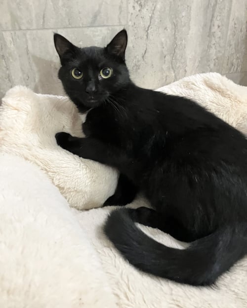 MARJORIE - Domestic Short Hair available for adoption