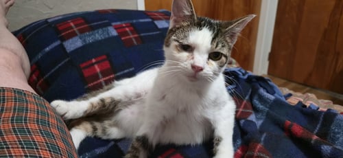 FROSTY - Domestic Short Hair available for adoption