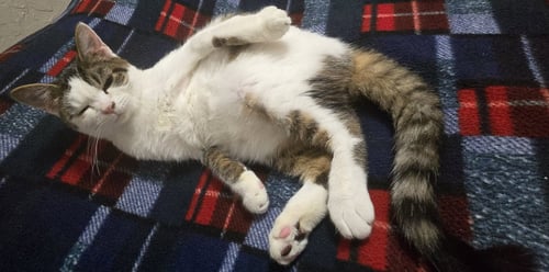 FROSTY - Domestic Short Hair available for adoption