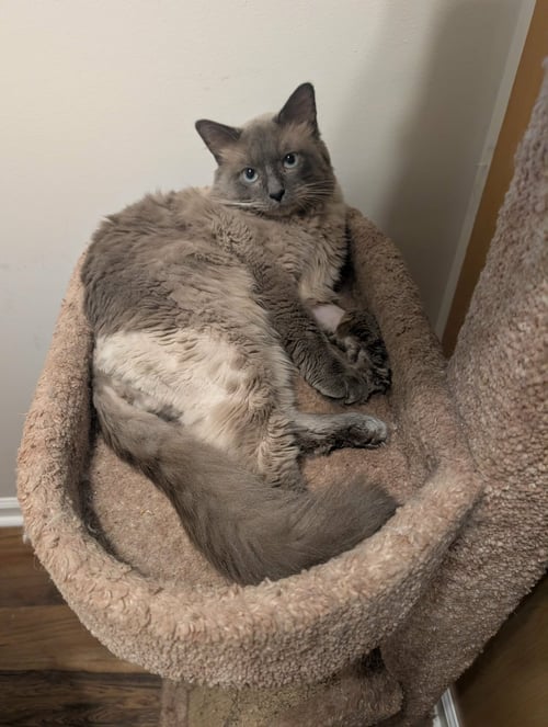 PRESTON - Domestic Long Hair / Siamese available for adoption