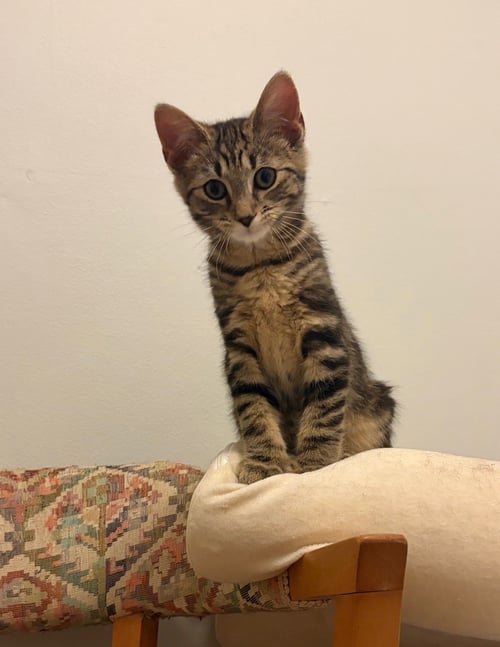 TOAD - Domestic Short Hair / Tabby available for adoption