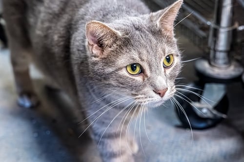 MONTANA - Tabby / Domestic Short Hair available for adoption