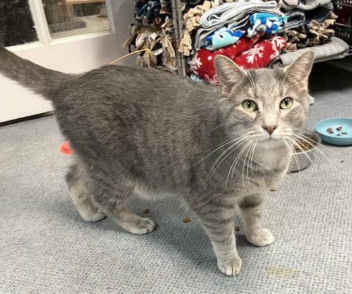 MONTANA - Tabby / Domestic Short Hair available for adoption