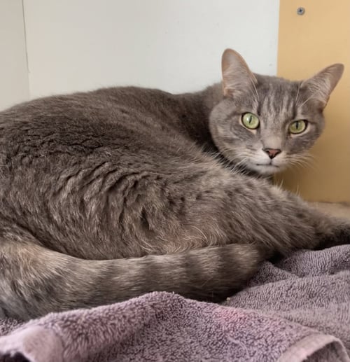 FONZI - Tabby / Domestic Short Hair available for adoption