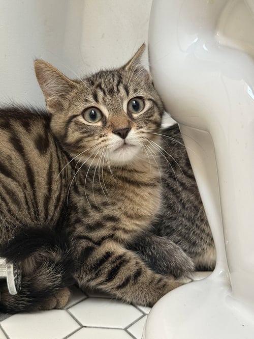 TIFFIN - Domestic Short Hair / Tabby available for adoption