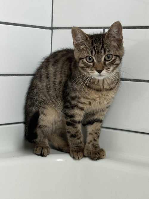 TIFFIN - Domestic Short Hair / Tabby available for adoption