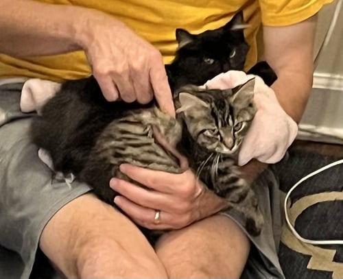 BURT (BONDED WITH SALLY) - Domestic Long Hair available for adoption