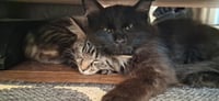 Burt (bonded with Sally) - Photo 2