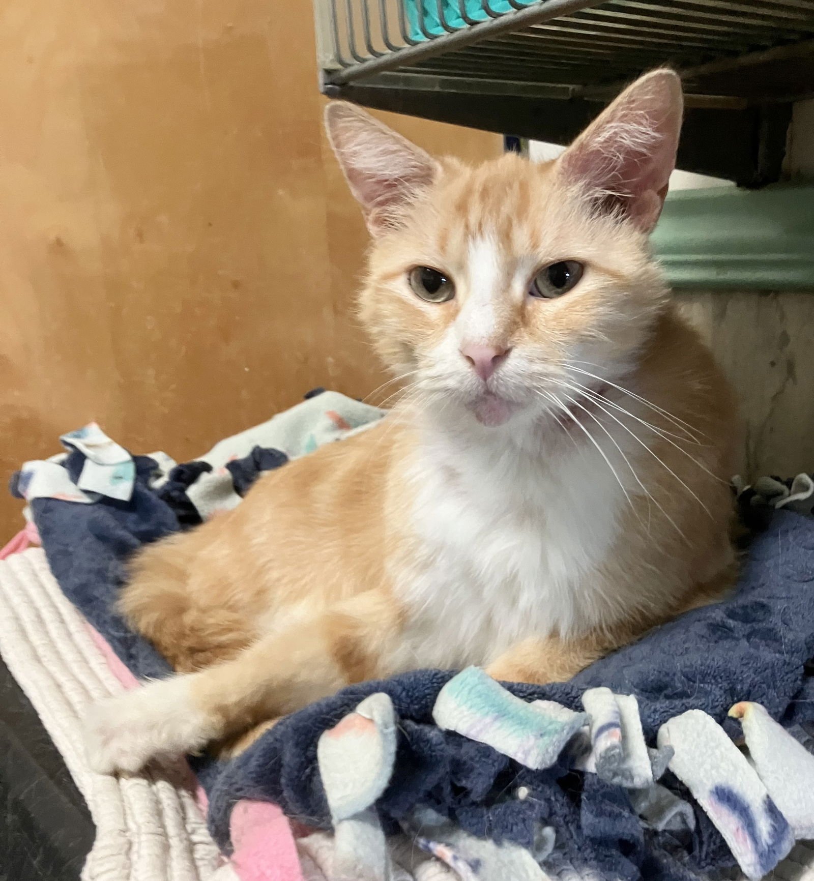 QUORIAN - Domestic Short Hair available for adoption