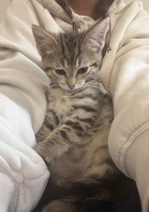 SUMMER (BONDED WITH MORTY) - Tabby / Domestic Short Hair available for adoption