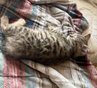 Summer (bonded with Morty) - Photo 2