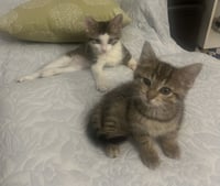 Summer (bonded with Morty) - Photo 3