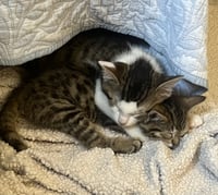 Summer (bonded with Morty) - Photo 4