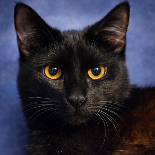 MIZZLE - Domestic Short Hair available for adoption