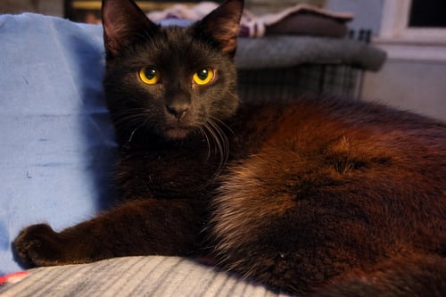 MIZZLE - Domestic Short Hair available for adoption