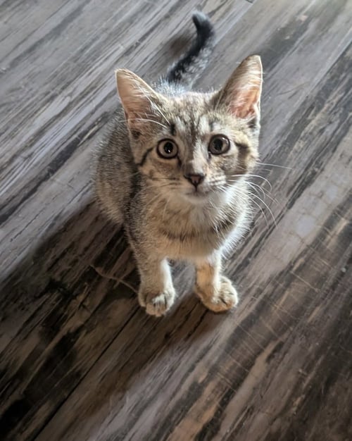 CINNAMON ROLL - Tabby / Domestic Short Hair available for adoption