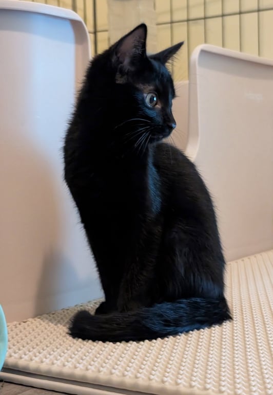 Fizzy (bonded with Martina) Image
