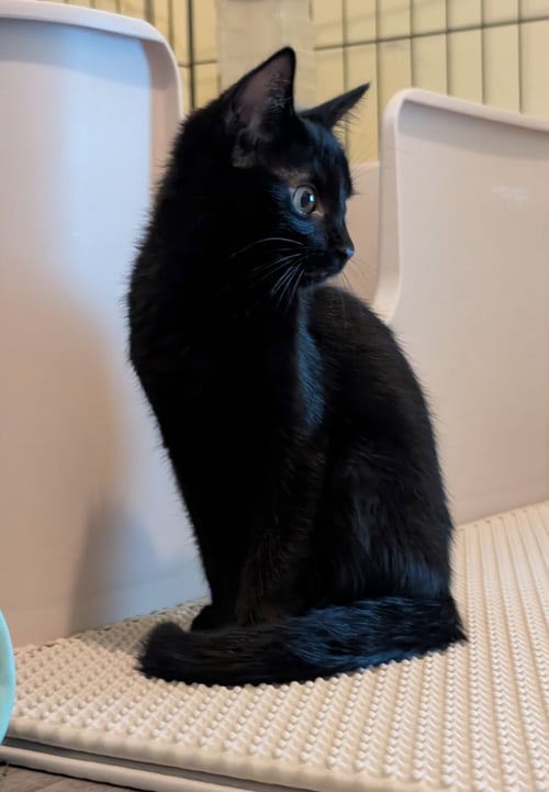 FIZZY (BONDED WITH MARTINA) - Domestic Short Hair available for adoption