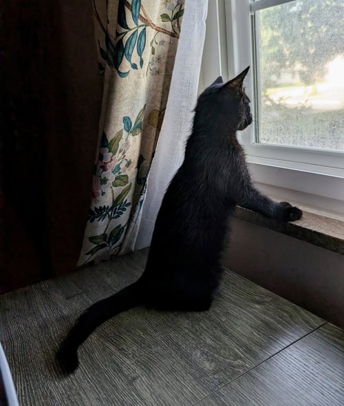 FIZZY (BONDED WITH MARTINA) - Domestic Short Hair available for adoption