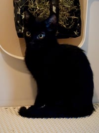 Fizzy (bonded with Martina) - Photo 3