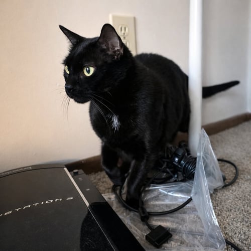 BAMBINO - Domestic Short Hair available for adoption