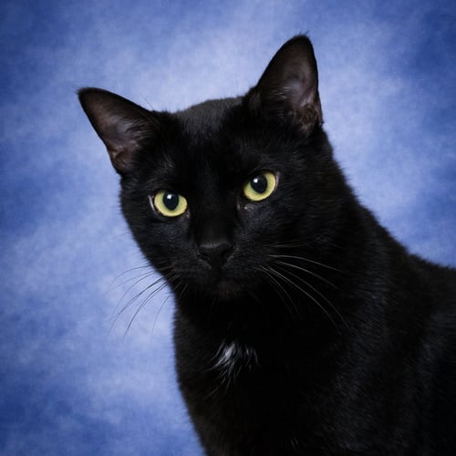 BAMBINO - Domestic Short Hair available for adoption