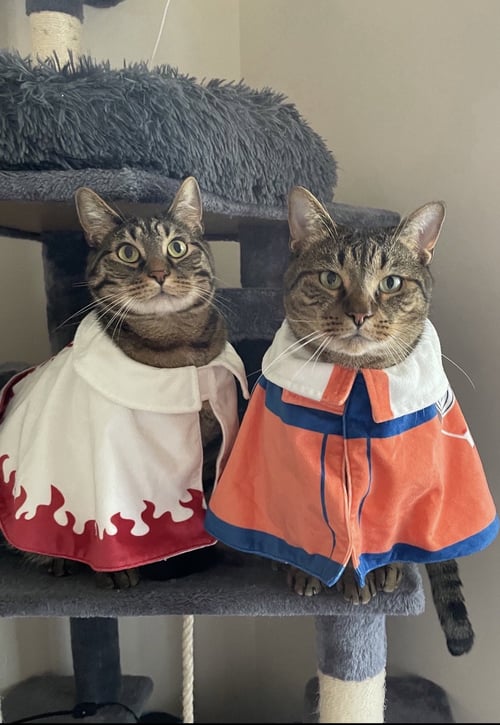 MATTEO & RIKO  **COURTESY POST** - Domestic Short Hair available for adoption