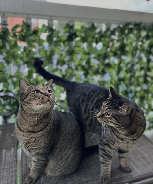 MATTEO & RIKO  **COURTESY POST** - Domestic Short Hair available for adoption