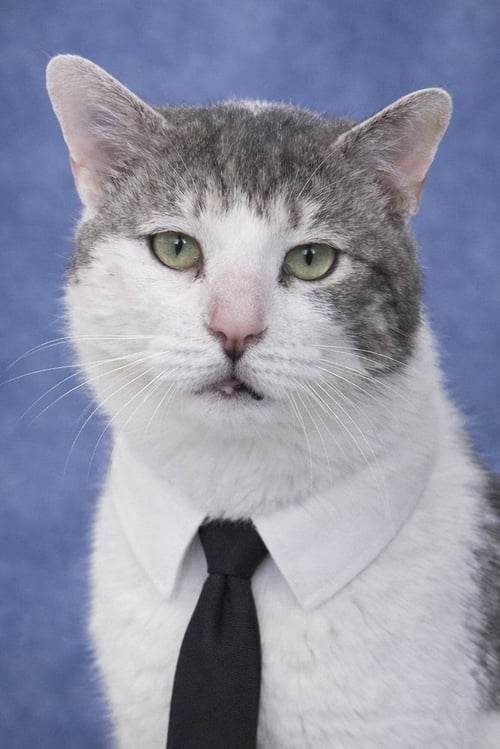 ATLAS - Domestic Short Hair available for adoption