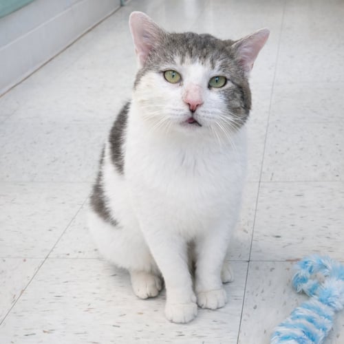 ATLAS - Domestic Short Hair available for adoption