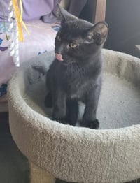 Felix - Photo 1