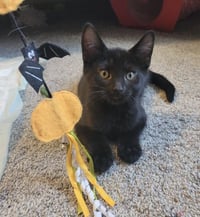 Felix - Photo 2