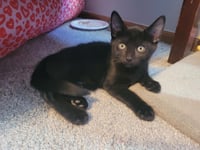 Felix - Photo 3