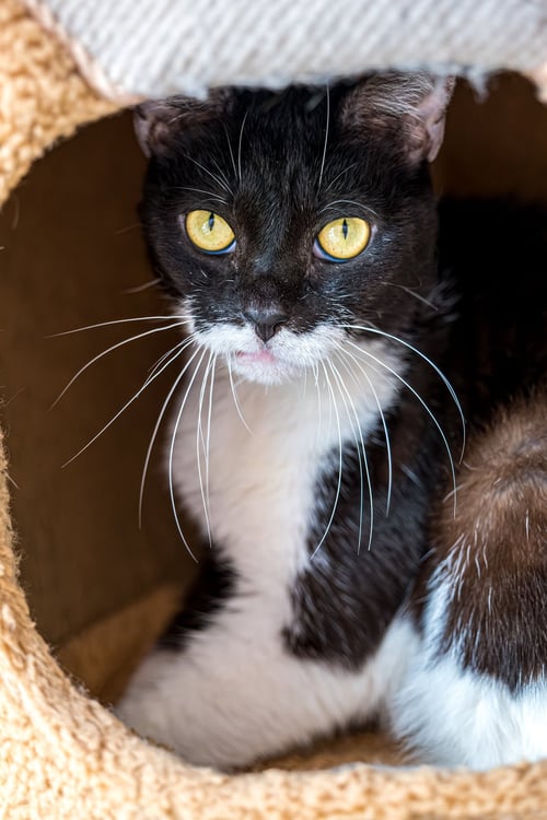WEYLAND (BONDED TO YUTANI) - KBC - Domestic Short Hair available for adoption