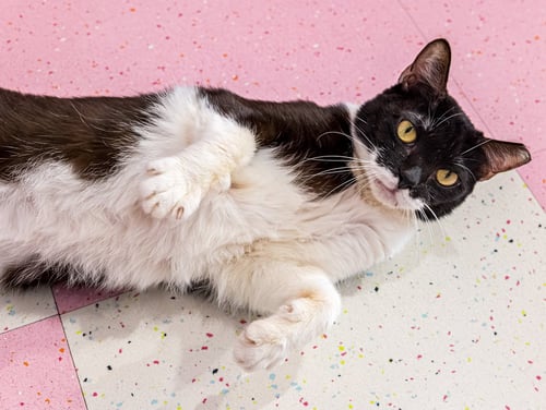 WEYLAND (BONDED TO YUTANI) - KBC - Domestic Short Hair available for adoption