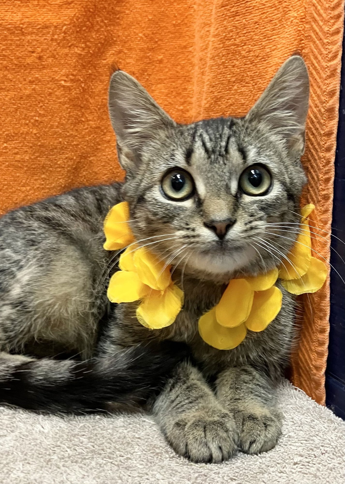 JOE KENDA - Domestic Short Hair / Tabby available for adoption