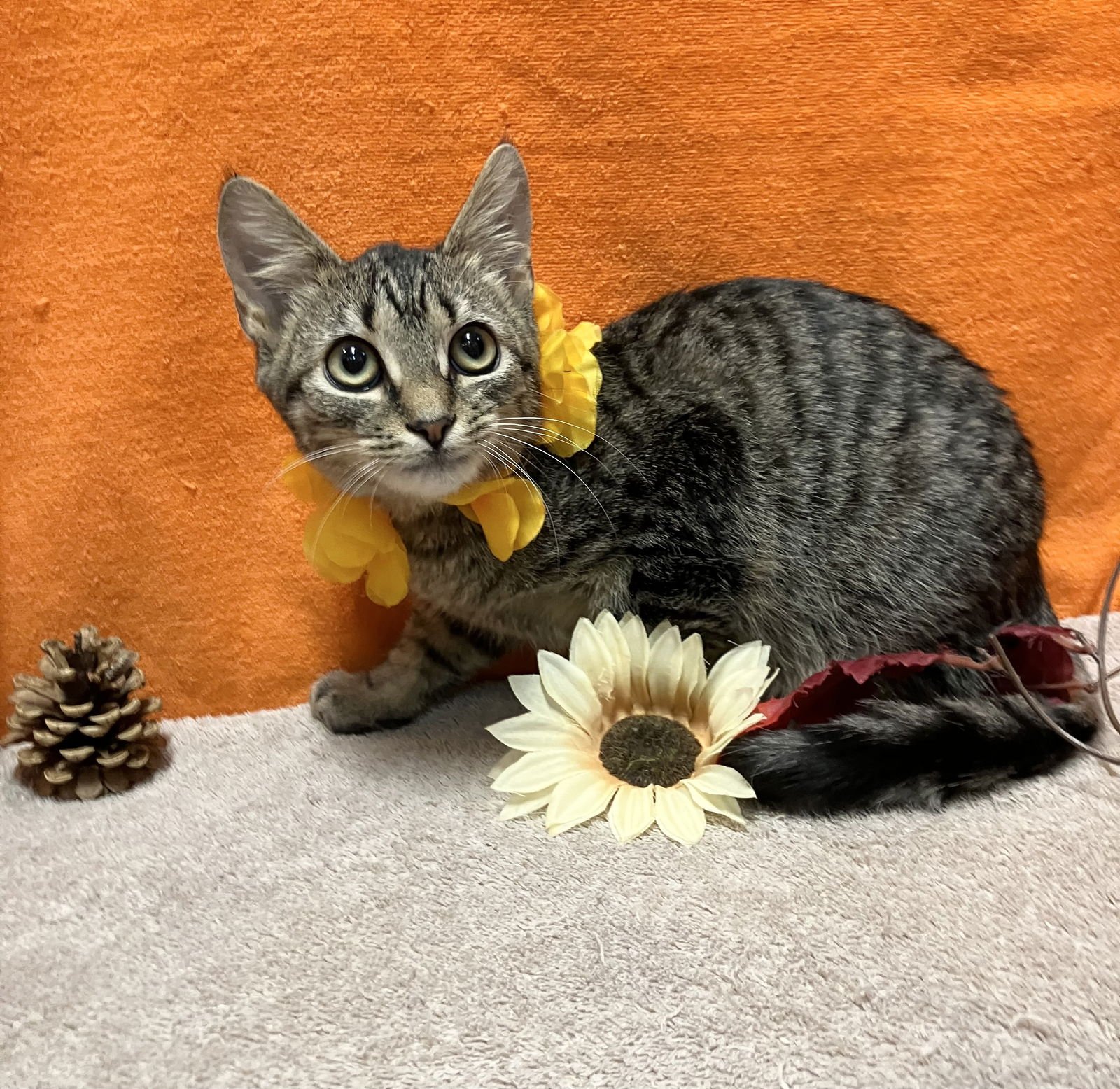 JOE KENDA - Domestic Short Hair / Tabby available for adoption