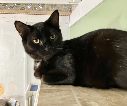 TRAPPER - Domestic Short Hair available for adoption