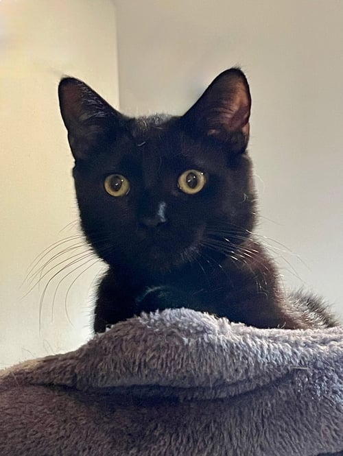 TRAPPER - Domestic Short Hair available for adoption