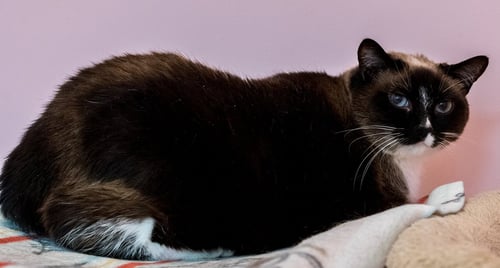 CELESTE (BONDED TO DIPPER) - KBC - Domestic Short Hair / Siamese available for adoption