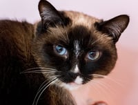 Celeste (bonded to Dipper) - KBC - Photo 1