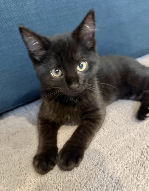 JULES (BONDED WITH VINCENT) - Domestic Short Hair available for adoption