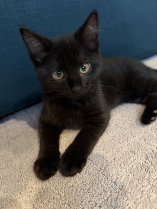 JULES (BONDED WITH VINCENT) - Domestic Short Hair available for adoption